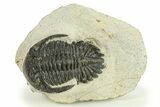 Bargain, Hollardops Trilobite Fossil - Ofaten, Morocco #287335-3